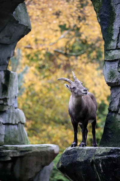 Ibex alpin cu un fundal de toamnă — Fotografie, imagine de stoc