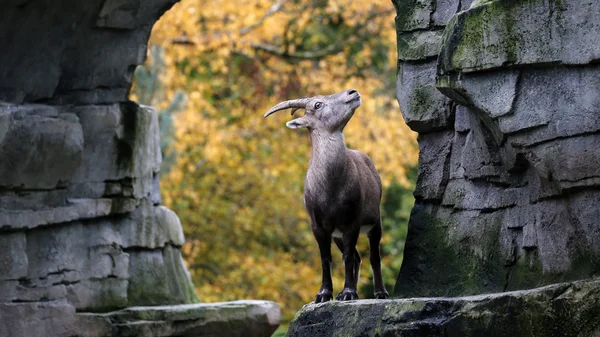 Alpine Ibex with an autumn background — Stock Photo, Image