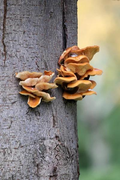 Fungis mushrooms on tree — Stock Photo, Image