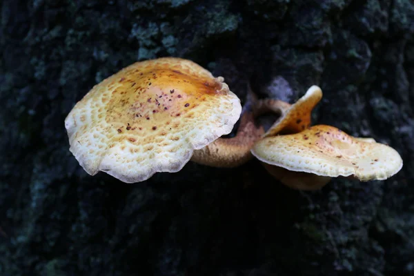Fungus mushroom in tree — Stock Photo, Image