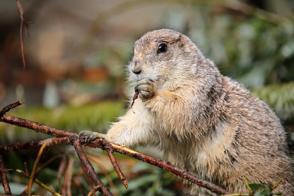 Prairie dog in grass — Stock Photo, Image