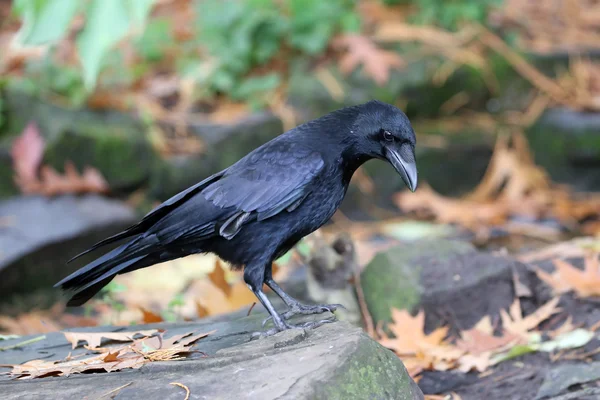 Pássaro preto jackdaw — Fotografia de Stock