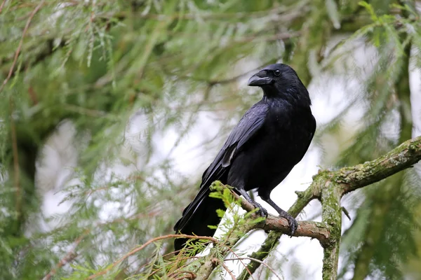Чёрная птица-галка — стоковое фото
