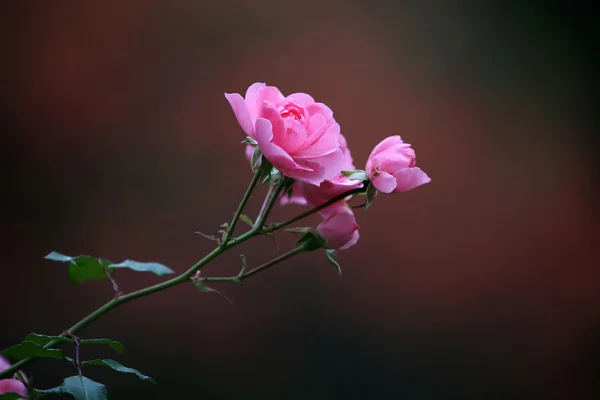 아름다운 분홍빛 장미 — 스톡 사진