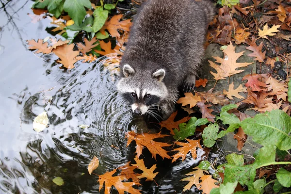 水の近くのアライグマ — ストック写真