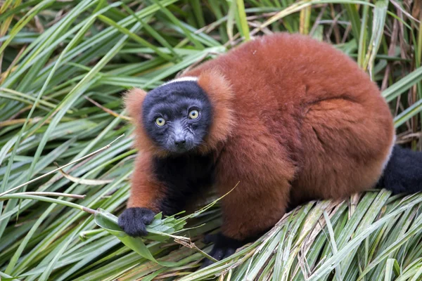 Röd lemur på gräs — Stockfoto
