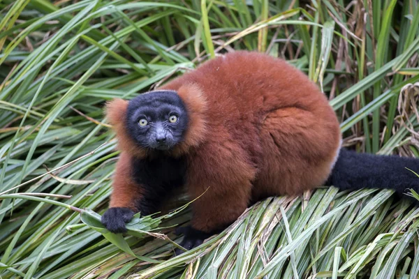 芝生の上の赤い lemur — ストック写真