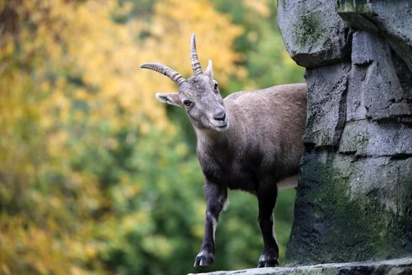 Sonbahar bir arka plan ile Alp dağ keçisi