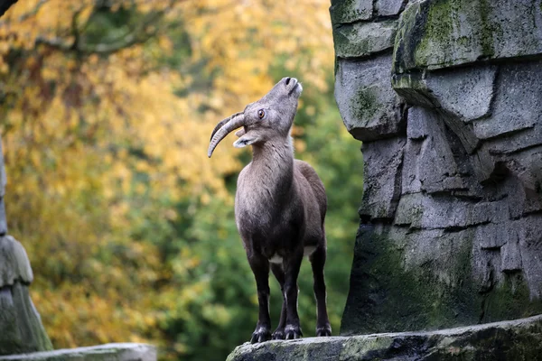 Alpine Ibex на осеннем фоне — стоковое фото