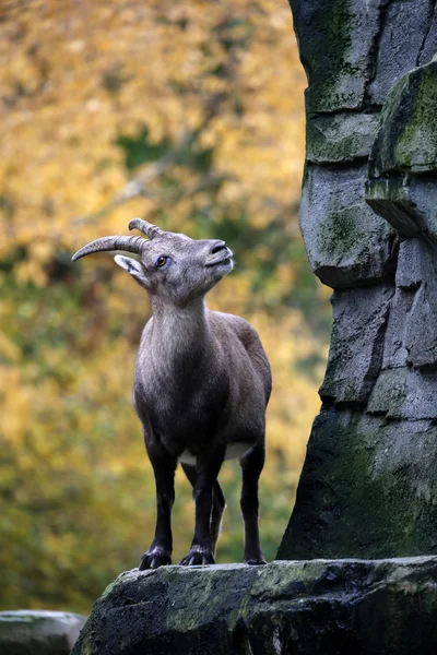 Sonbahar bir arka plan ile Alp dağ keçisi