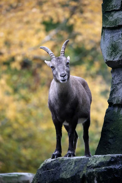 Alpine Ibex на осеннем фоне — стоковое фото