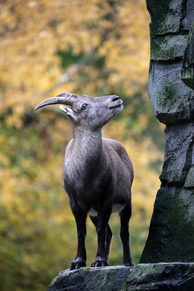 Alpine Ibex на осеннем фоне — стоковое фото