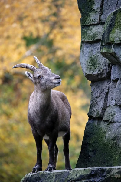 Alpine Steenbok met een herfst achtergrond — Stockfoto