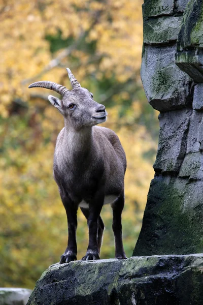 Sonbahar bir arka plan ile Alp dağ keçisi