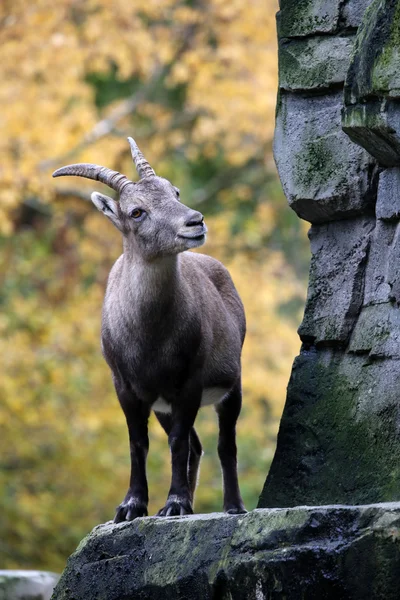 Sonbahar bir arka plan ile Alp dağ keçisi