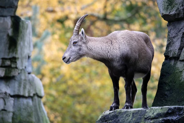 อัลไพน์ Ibex กับพื้นหลังฤดูใบไม้ร่วง — ภาพถ่ายสต็อก