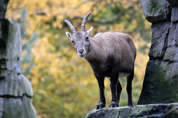 Alpine Ibex with an autumn background — Stock Photo, Image