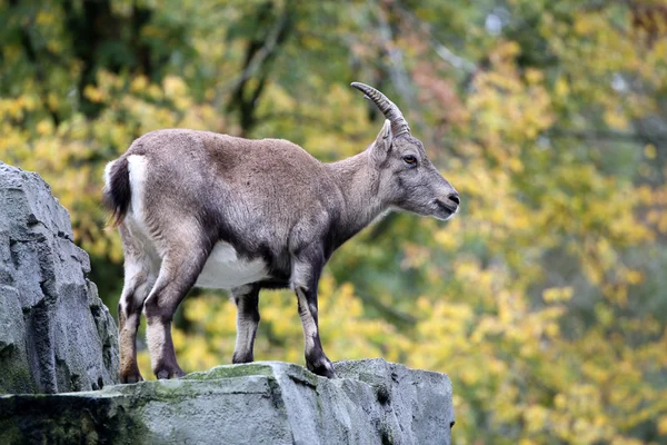 Alpine Ibex with an autumn background — Stock Photo, Image