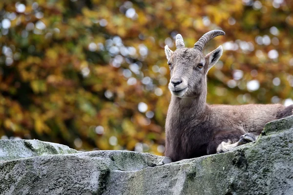 Sonbahar bir arka plan ile Alp dağ keçisi