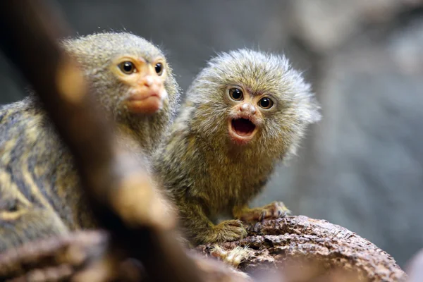 dal üzerinde iki Firavun Fareleri