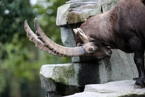 Male Alpine Ibex — Stock Photo, Image