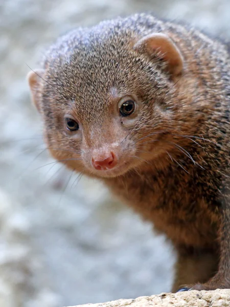 Cute small Mongoose — Stock Photo, Image