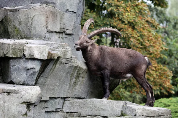 Masculin alpin Ibex — Fotografie, imagine de stoc