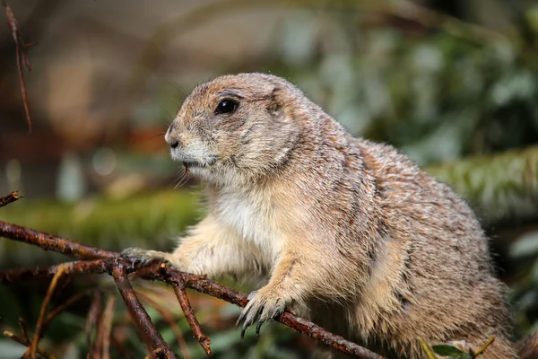 Prairie dog in forest — Stock Photo, Image