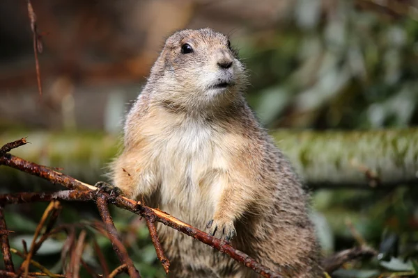 Prairie dog in forest — Stock Photo, Image