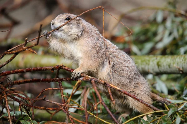 Cane della prateria nella foresta — Foto Stock