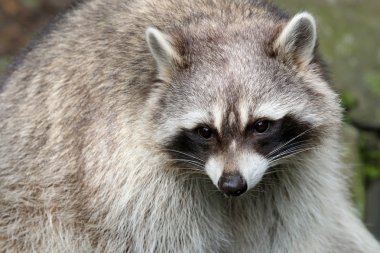 şirin tüylü Rakun