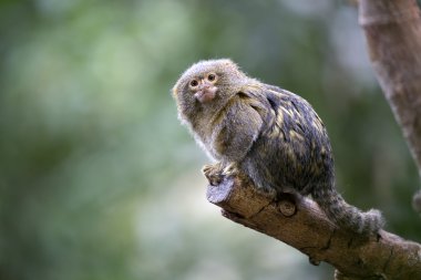 Callithrix pygmaea ağaç üzerinde