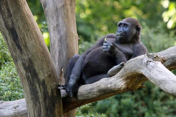 Mono gorila en el árbol —  Fotos de Stock