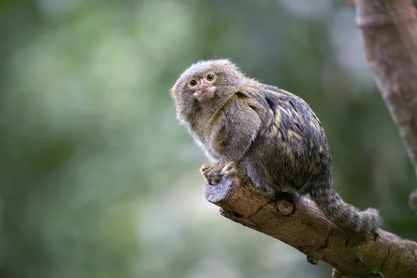 Callithrix pygmaea ağaç üzerinde — Stok fotoğraf