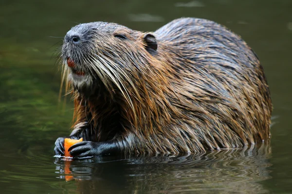 Bever rato perto da água — Fotografia de Stock