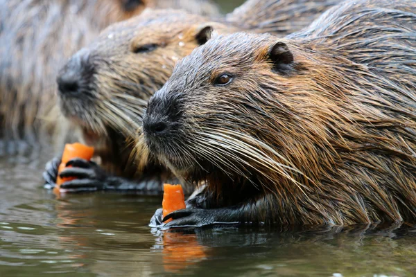 Bever rats near water — Stock Photo, Image