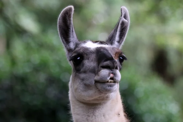 Cute lama face — Stock Photo, Image