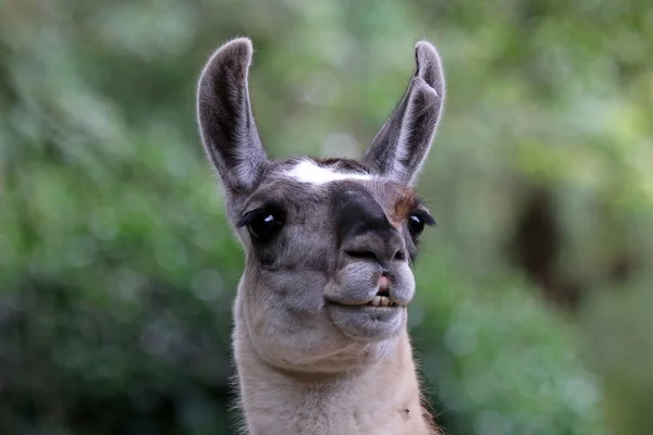 Cute lama face — Stock Photo, Image