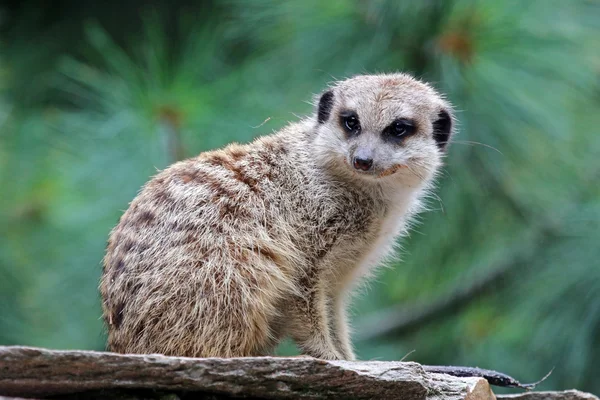 Ağaç üzerinde oturan Meerkat