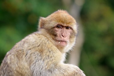 Şirin macaca sylvanus