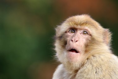 Şirin macaca sylvanus