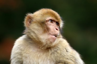 Şirin macaca sylvanus