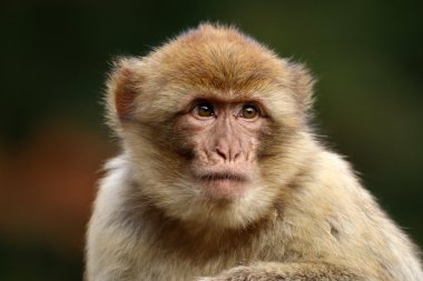 Şirin macaca sylvanus