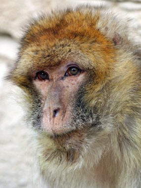 Macaca sylvanus yüz