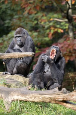 Gorillas sitting in forest clipart