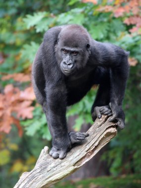 Gorilla monkey on tree clipart
