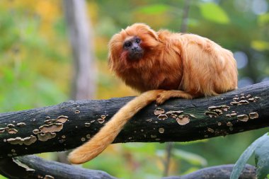 Altın Aslan pembe maymun