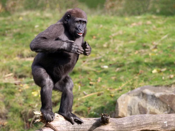 Gorila forte ao ar livre — Fotografia de Stock