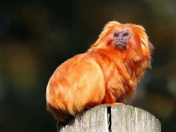 Gouden leeuwaapje — Stockfoto