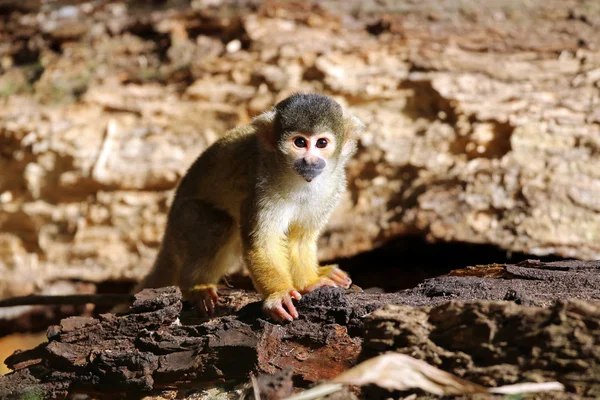 Squirrel monkey outdoor — 图库照片